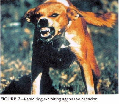 Pics Of Dogs With Rabies. rabid dog
