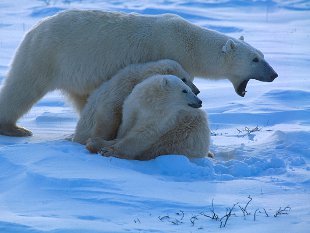 mother bear defending cubs