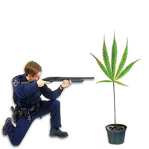 cop shoots marijuana