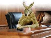 kangaroo (court)